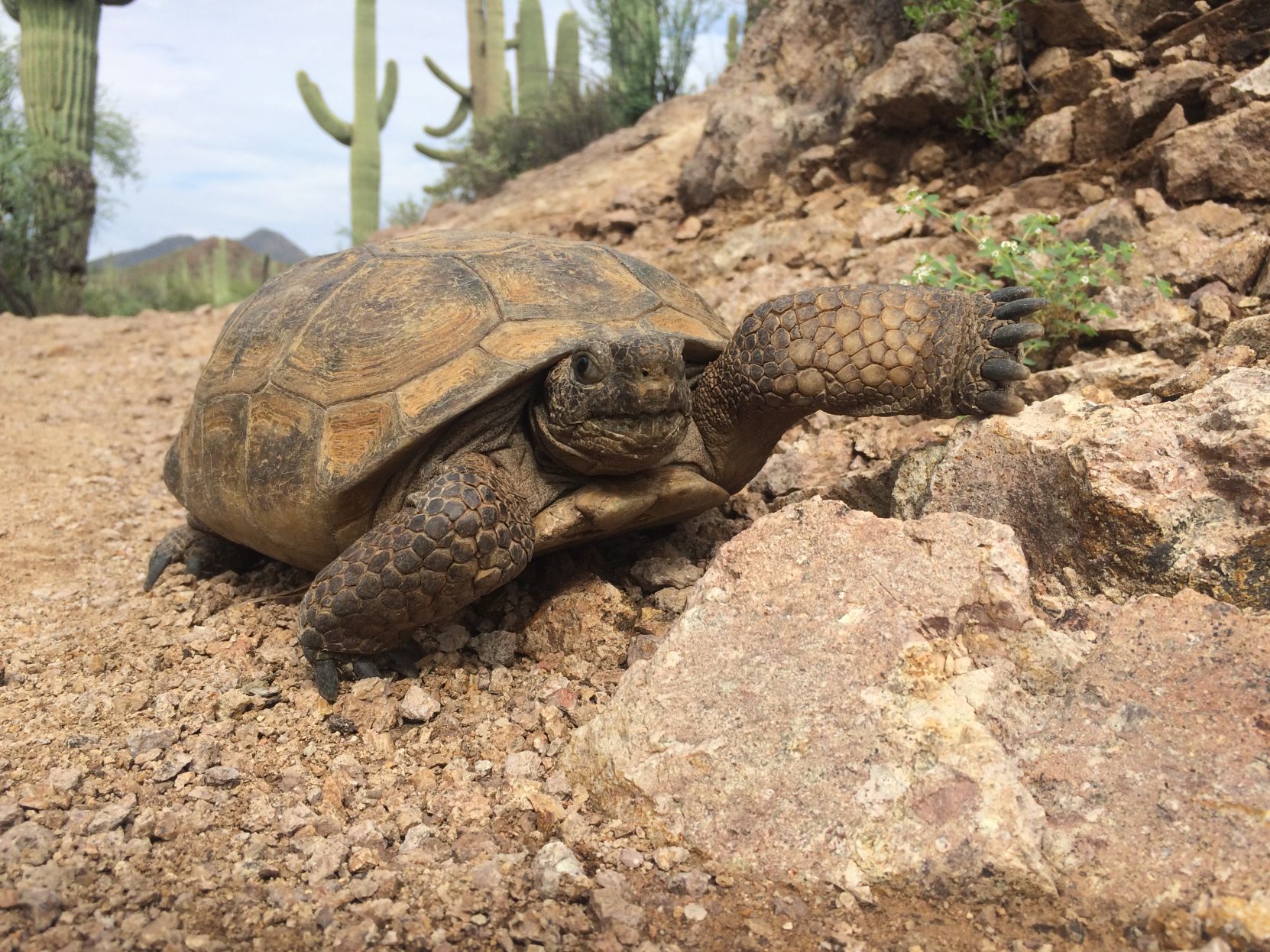 Readers share their desert tortoise photos